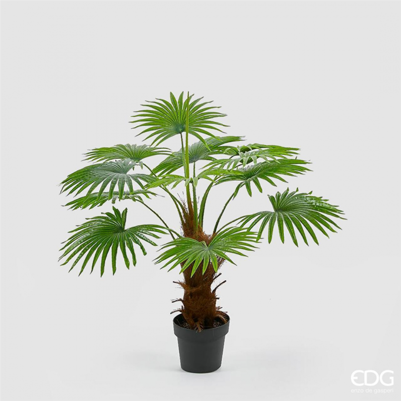 Palm Camerus With Pot H100cm  Edg - Enzo De Gasperi-Vertecchi Casa
