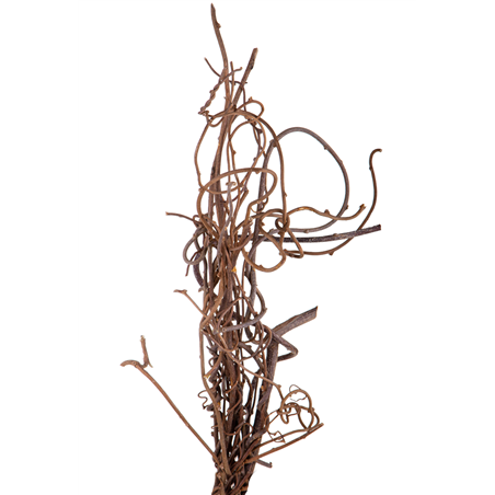 Ramo Kiwi Naturale 10pz 100cm Naturale