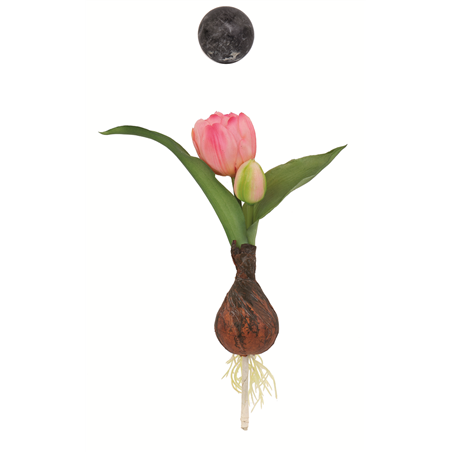 Tulipano Bocciolo Con Bulbo H22cm Rosa
