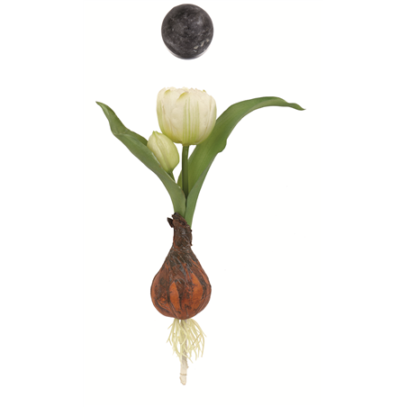 Tulipano Bocciolo Con Bulbo H22cm Bianco