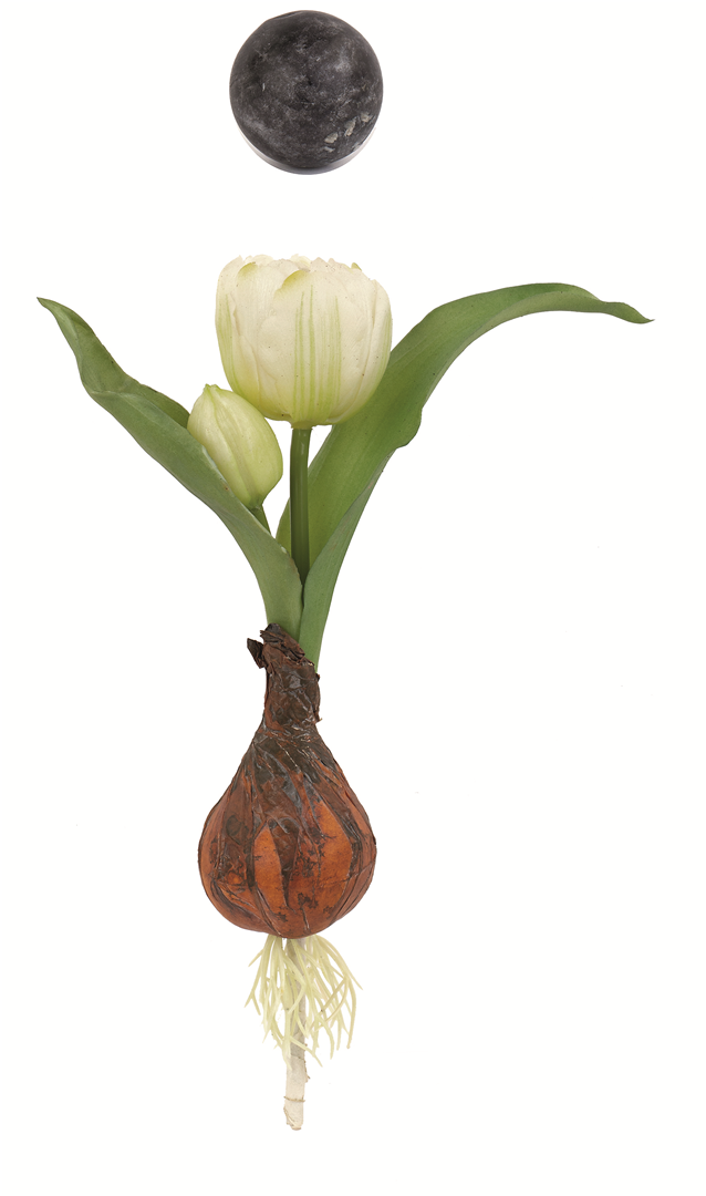 Tulipano Bocciolo Con Bulbo H22cm Bianco