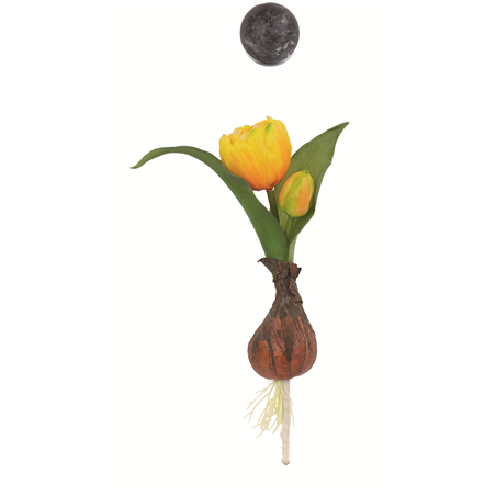 Tulipano Bocciolo Con Bulbo H22cm Giallo
