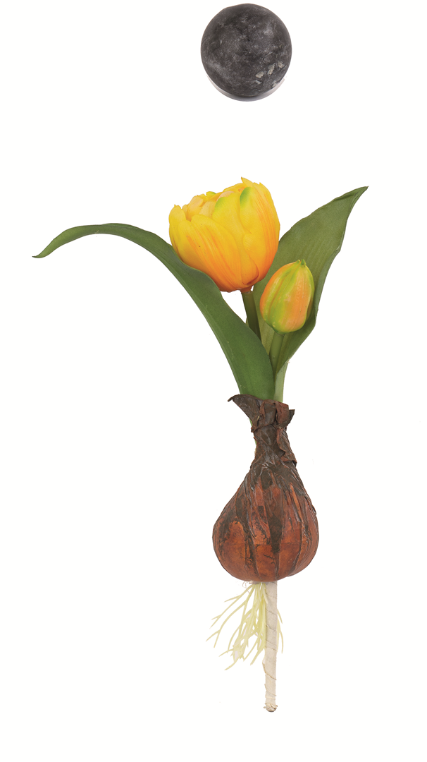 Tulipano Bocciolo Con Bulbo H22cm Giallo