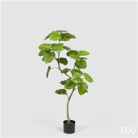 Ficus Umbrellata Con Vaso H120cm