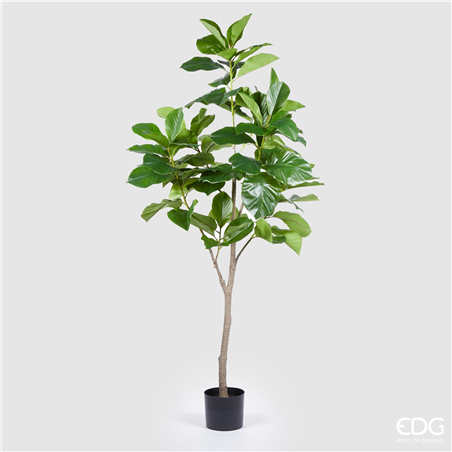 Ficus Chic Pianta X7 H175cm
