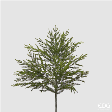 Cryptomeria Cespuglio H66cm Verde