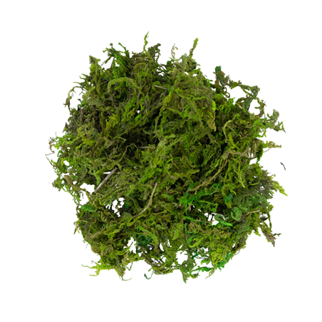 Materiale Decorativo Muschio Verde 30g