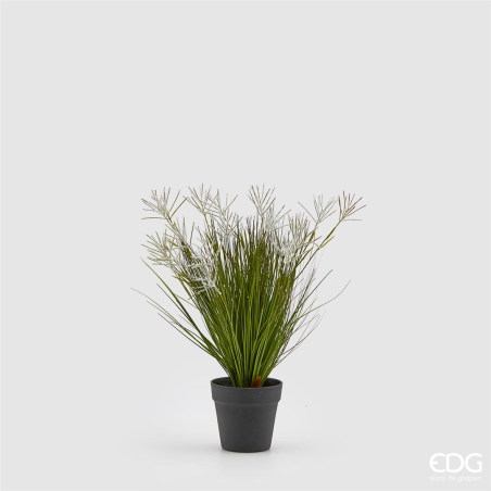 Festuca Pianta Con Vaso E Aumenti H53cm