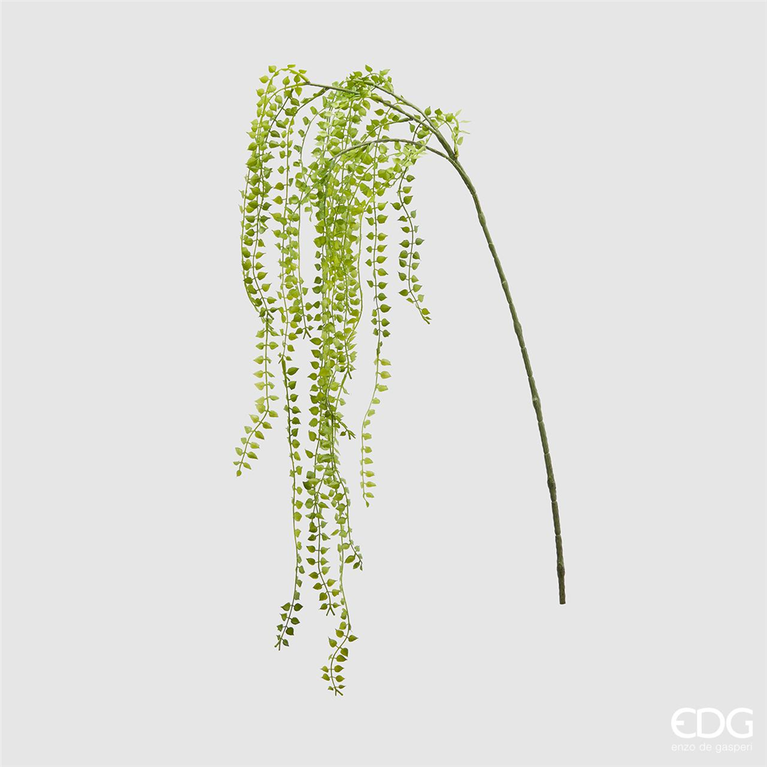 Dischidia West Ramo H56cm