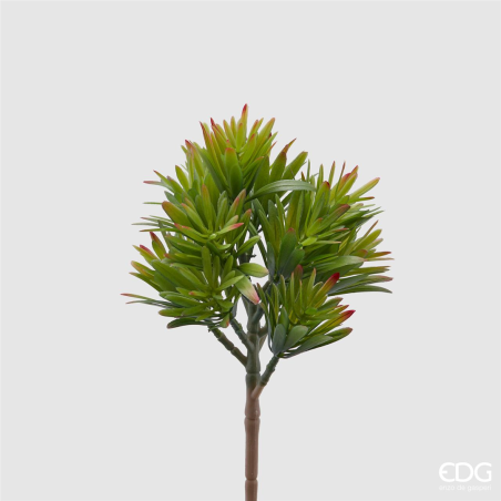 Crassula Bell Pick H26cm
