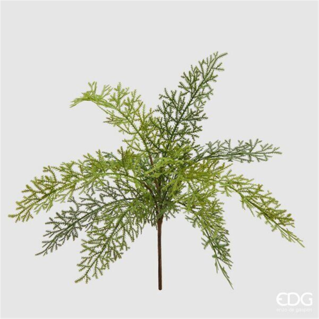 Felce Olis Cespuglio H45cm Verde