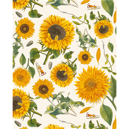 Carta Regalo 70x100  Girasole