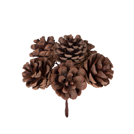 Pick Pigne X6 Marroni 13cm