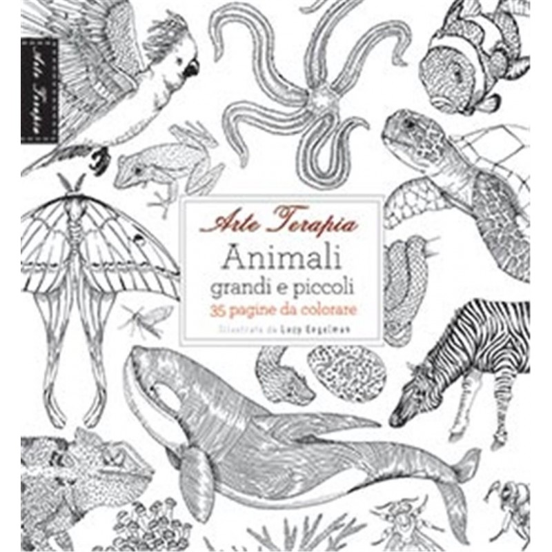 Come Disegno: Gli Animali : Editore, C&C: : Libri